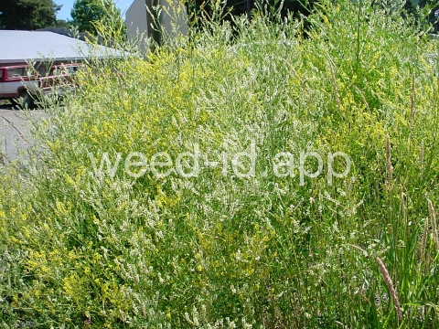sweetclover, yellow